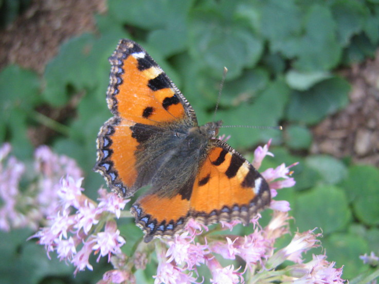 Aglais ichnusa?